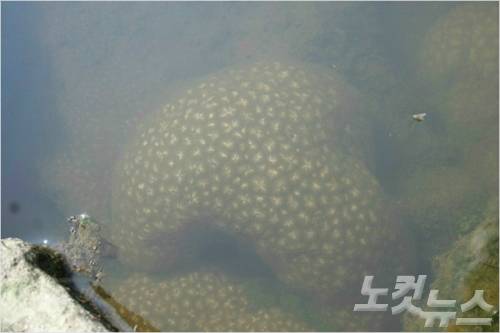 큰빗이끼벌레. (사진=자료사진)