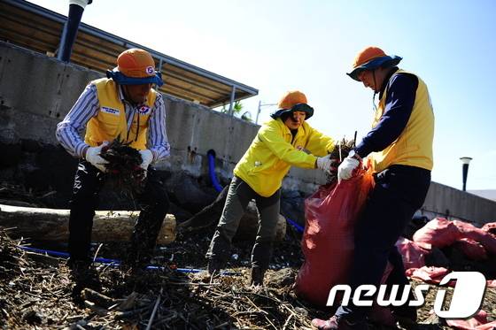 10일 제주시 외도동 월대천 일대 바닷가에서 민·관·군 봉사자들이 태풍 '차바(Chaba)'가 몰고 온 해양쓰레기를 수거하고 있다.2016.10.10./뉴스1 © News1 오미란 기자