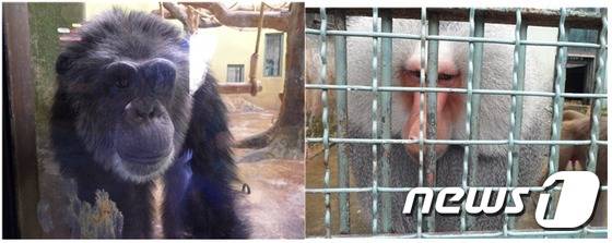 곁눈질을 하며 직접 눈을 마주치지 않는 침팬지와 망토개코원숭이의 모습. 시선에 예민한 대표적인 부류의 동물들이다. (사진 최혁준) © News1