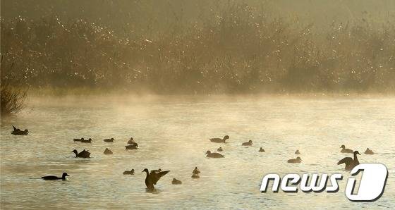 전주시 한옥마을 인근의 한벽당 밑에 물안개가 피어오른 전주천 둔치에서 오리들이 날개짓을 하고 있다. /뉴스1 © News1 DB