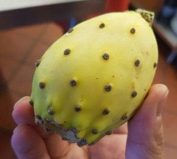 시칠리아 선인장 ‘피치딘디아’ 열매