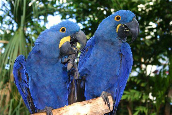 히야신스 마카우(Hyacinth macaw) 앵무새. 사진=게티이미지뱅크