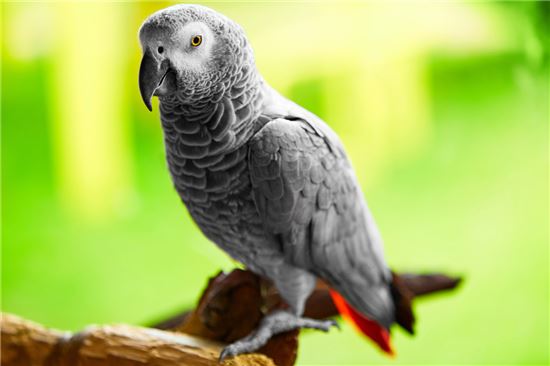 아프리카 회색(African Grey Parrot) 앵무새. 사진=게티이미지뱅크