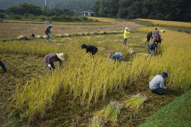2016년 10월17일 귀농본부 회원들과 세월호 가족들이 흑미벼만 남긴 채 벼베기를 하고 있다.