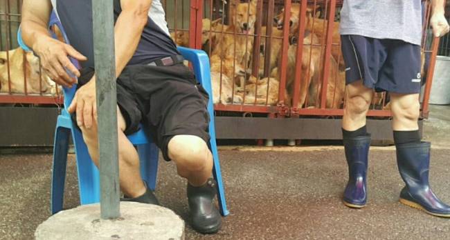 [사진설명=지난 3년 간 동물보호법 위반 사범이 2배로 늘어나는 등 동물학대가 증가하면서 경찰이 관련 수사 매뉴얼을 내놨다. 성남 모란시장에서 식용 개를 파는 모습.]