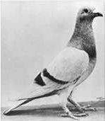 오렌지의 윌리엄