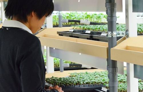 [가와마타<일 후쿠시마현> 교도=연합뉴스 자료사진] 올 1월 인공광을 활용해 식물모종을 기르는 일본 식물공장의 모습.