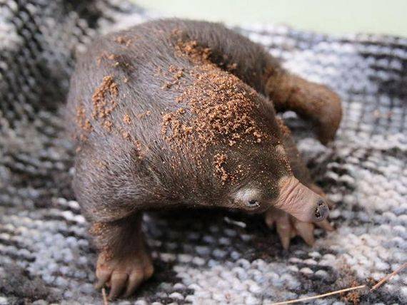 [사진 데일리텔레그래프 캡처]