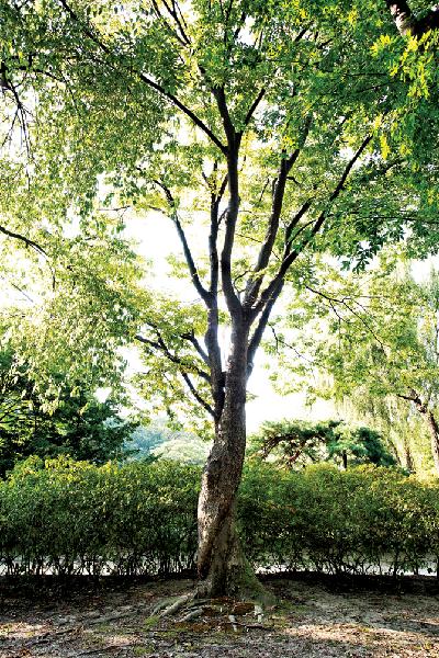 [월간산]늙은 느티나무가 젊은 느티나무를 끌어안고 있는 연리목.