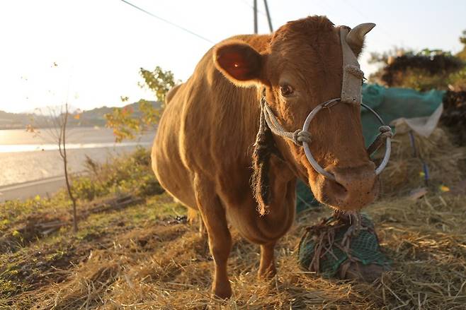 장도 윤점수씨댁의 20살 된 ‘어르신’ 암소.
