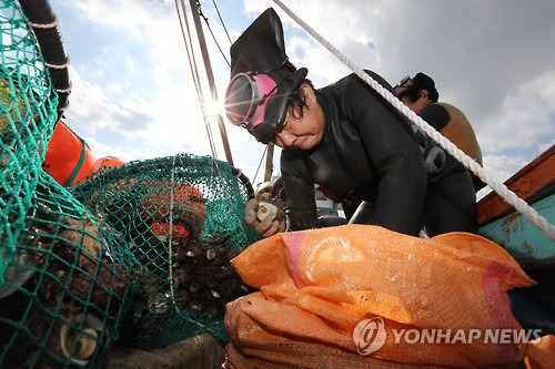 (서귀포=연합뉴스) 박지호 기자 = 25일 오전 제주 서귀포시 남원읍 하례리 어촌계 해녀들이 쇠소깍 앞바다에서 채취한 소라 등 수확물을 정리하고 있다. 2016.11.30