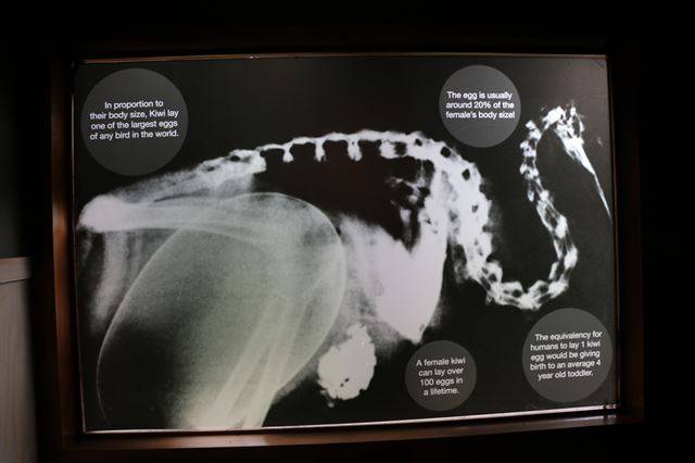 알을 가진 키위 암컷의 엑스레이 사진. 키위는 몸의 20%나 되는 큰 알을 낳는다.