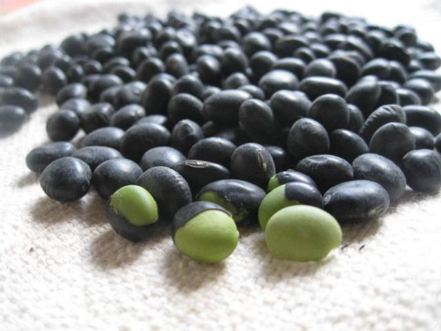단백질 함량이 가장 높은 콩인 서리태(검정콩)[사진=헤럴드경제DB]