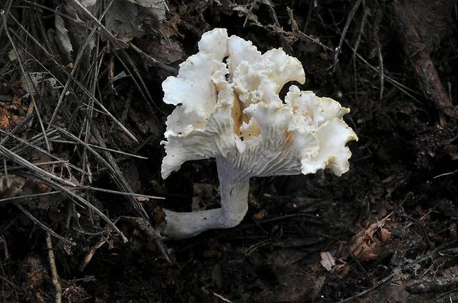 흰꾀꼬리버섯. 흰나팔버섯으로도 불리는 식용 가능한 희귀버섯으로, 여름~가을에 침엽수림 지상에 발생한다.
