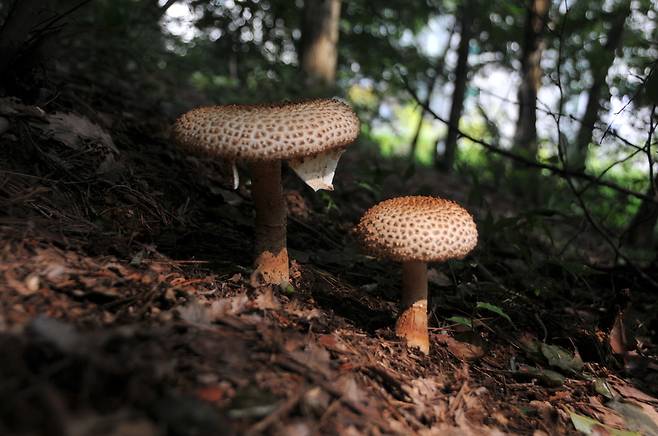 울산도깨비광대버섯. 독버섯으로 일본에서 최근 알려졌으나 국내에선 올해 울산에서 처음 발견됐다. 여름에 활엽수림 지상에 발생한다. 견
