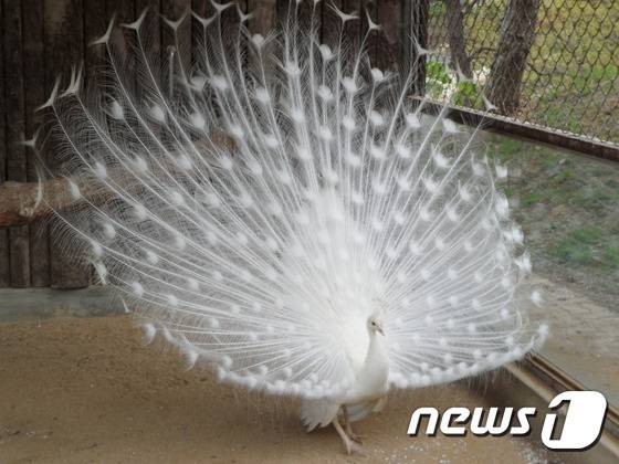 청주동물원의 흰색 인도공작. (사진 최혁준) © News1