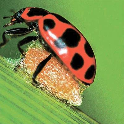 말벌의 고치 보호용으로 희생된 무당벌레. [사진 미국 펜실베이니아주립대 등]