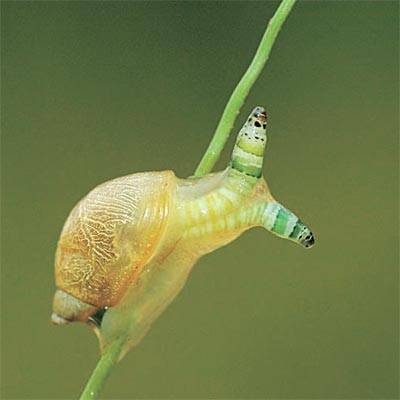 감염으로 부어오른 달팽이 눈자루. [사진 미국 펜실베이니아주립대 등]