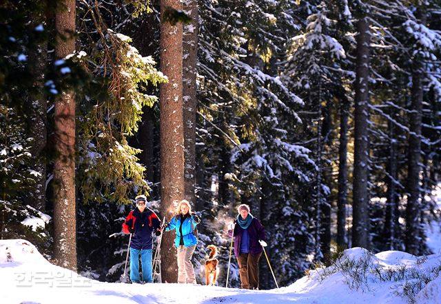숲길로 난 스키트랙에서 크로스컨트리를 즐기는 시민들.