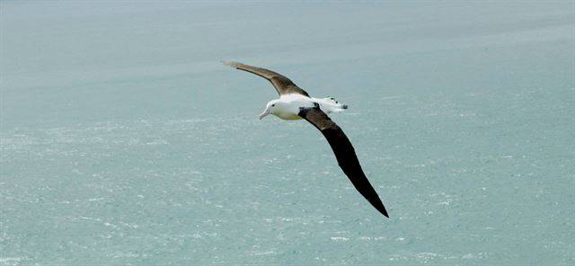 알바트로스는 ‘하늘의 조상이 보낸 새’라고도 불린다. 로얄알바트로스 센터 페이스북