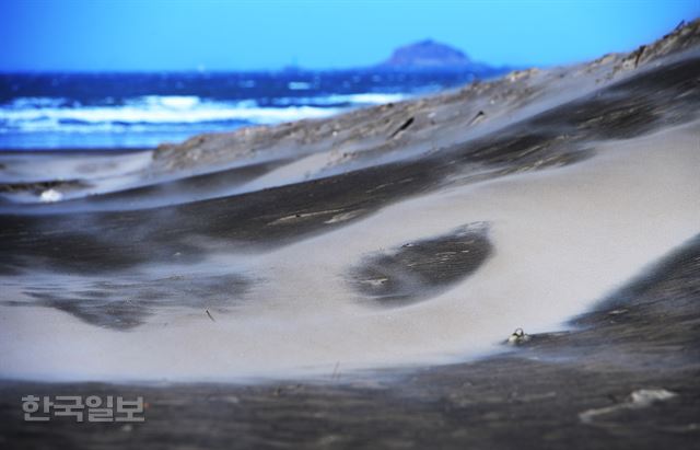 신두리해변에서 바람에 날린 모래가 끝없이 밀려들어 사구를 만든다.