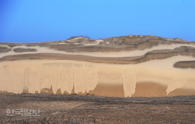 신두리사구는 규모는 크지 않지만 국내에서 보기 드문 작은 사막이다.