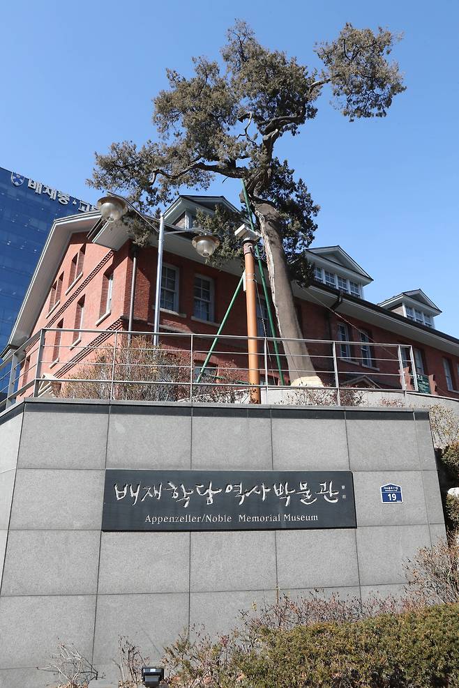 배재학당 역사박물관 앞에 심어져 있는 향나무. 보호수로 지정되어 있다. 신인섭 기자
