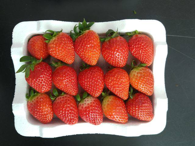 '설향' 딸기. 달고도 시면서 물기가 가득하다. 김태일 장장 제공