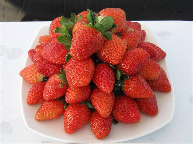 싼타 딸기. 농촌진흥청 김대영 연구사 제공