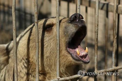 이라크 모술 동물원에 버려진 곰 [AFP=연합뉴스]
