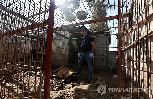 이라크 모술 동물원에 버려진 사자를 치료하는 모습 [AFP=연합뉴스]