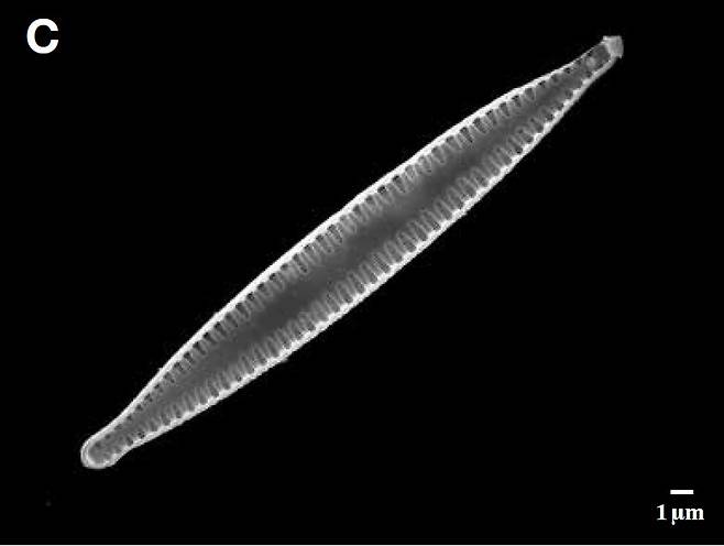 낙동강에서 채집된 규조류(돌말) 타뷸라리아(Tabularia investiens)의 전자현미경 사진. [국립낙동강생물자원관]
