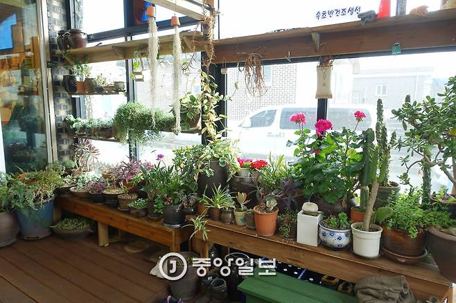 산야초와 꽃을 좋아하는 주인이 월동을 위해 화초를 현관에 들여놓았다.