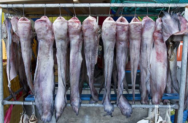 해망동 어시장에서 건조 중인 물메기