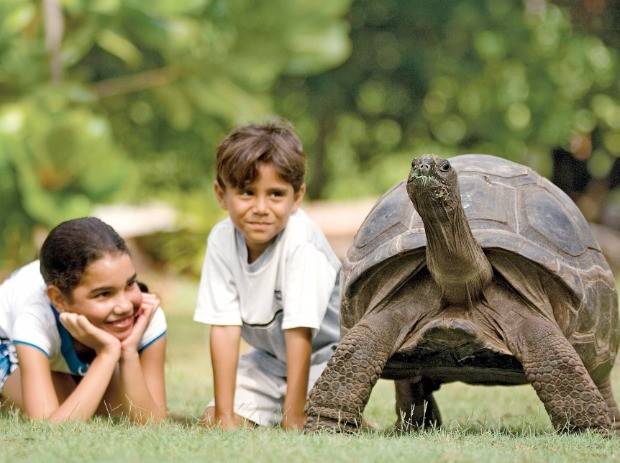 알다브라 자이언트 거북.