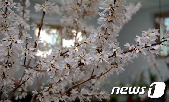 괴산군 칠성면 미선나무권역센터에 피어있는 미선나무 꽃.© News1