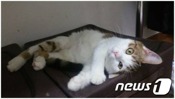 봉봉이.© News1