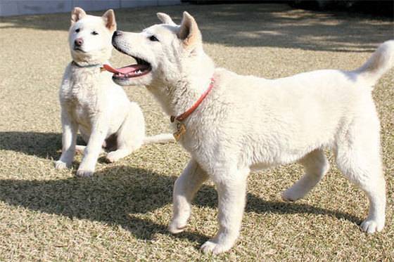 2013년 희망이와 새롬이가 청와대에서 뛰어놀고 있는 모습. [사진 청와대]