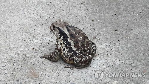 두꺼비/사진=연합뉴스