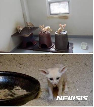 【세종=뉴시스】백영미 기자 = 2014년 국립생태원 반입 당시 사막여우와 지난달 3월 태어나 3주가 지난 새끼여우의 모습. (사진=국립생태원 제공)   photo@newsis.com