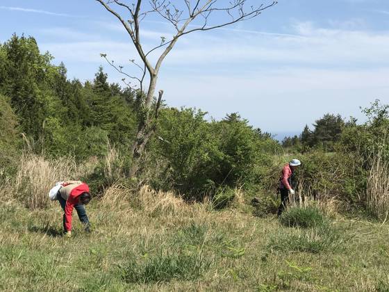 지난 27일 관광객들이 제주도 한라산에서 고사리를 꺾고 있다. 최충일 기자