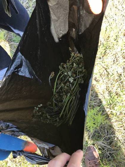 지난 27일 한 관광객이 제주도 한라산에서 꺾은 고사리를 보여주고 있다. 최충일 기자