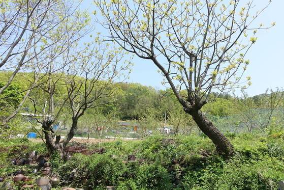 옻나무 고목: 옻순잔치를 벌인 박기영 시인 집 마당 뒤 언덕에는 옻나무 고목 두 그루가 있다. 사람들이 오래도록 순을 꺾고 가지를 잘라가서 나무 키는 자라지 못했지만 밑동은 굵다. 일본에 잎과 줄기를 채취해 가서 미토콘드리아 검사로 밝혀진 수령은 170년쯤이다. 그 전에는 마을 노인들 구전을 근거로 수령 250년으로 추정했다.