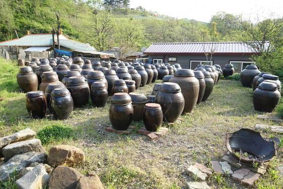 장독대: 박기영 시인 집 앞마당의 장독대. 항아리마다 옻 간장·된장이 가득하다. 땅 속에는 몇 년에 걸쳐 어육장(때가 되면 간장·된장으로 가른다)이 익어가고 있다. 농업회사법인 ‘참옻들’로 연락하면 구입할 수 있다. 2시 방향 항아리 사이에 보이는 옻나무가 3년생이다.