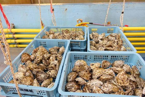 태화물산은 한 해 100t의 굴을 생산해 90%를 외국에 수출한다. 양식장에서 수확한 굴은 출하 전에 두 차례 소독을 한다. 마지막 단계인 오존 소독장에서 꺼낸 바구니의 굴을 보고는 커서 놀라고 깨끗해서 놀랐다.