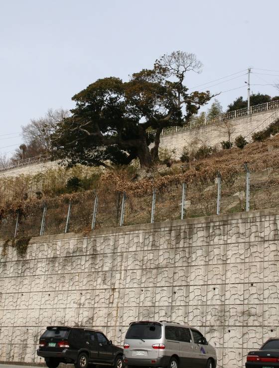 2008년 1월에 촬영한 서피랑 후박나무. 지금은 양쪽으로 계단을 설치해 사람들이 오가지만 그때는 벼랑 길을 회전식으로 올라가는 도로의 축대 사이 비탈에 고립돼있었다.