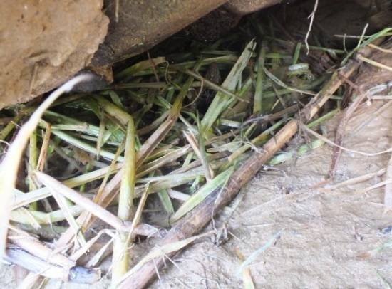 사향쥐 은신처[사진 국립생태원]