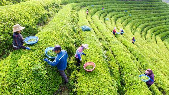 녹차나무가 펼쳐진 보성 녹차 밭에서 농부들이 녹찻잎을 따고 있다. 프리랜서 장정필