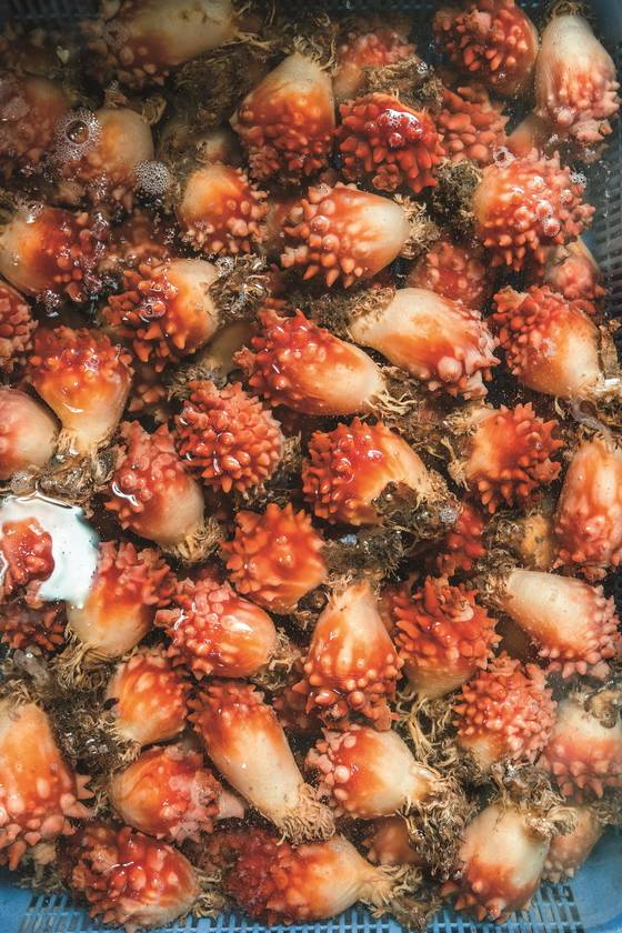 지금 통영에서는 멍게 수확이 한창이다. [중앙포토]