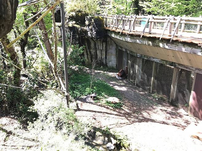 실내사육장과 연결된 방사장에서 오랑우탄 한 마리가 담요 위에 앉아 휴식을 취하고 있다.